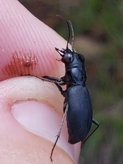 Dromochorus belfragei