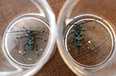 Graphisurus fasciatus