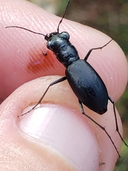 Dromochorus belfragei