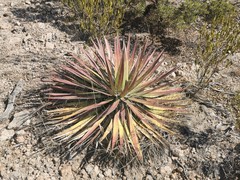 Agave filifera