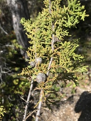 Cupressus pygmaea