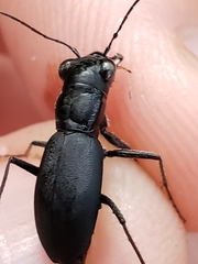 Dromochorus belfragei