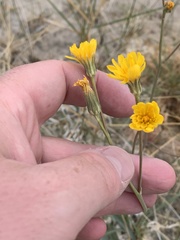 Crepis runcinata