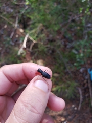 Dromochorus belfragei