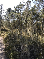 Cupressus pygmaea