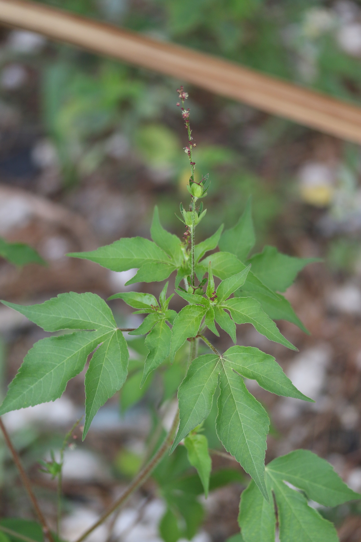 Astraea lobata