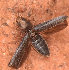 Limonius auripilis