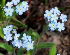 Myosotis krylovii