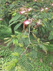 Calliandra pittieri