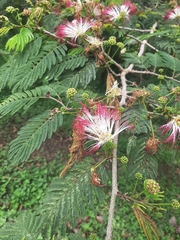 Calliandra pittieri