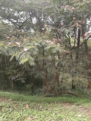 Calliandra pittieri