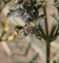 Heterostylum robustum