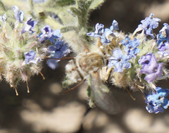 Heterostylum robustum