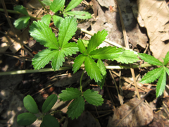 Potentilla kleiniana