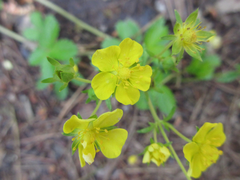 Potentilla kleiniana