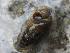 Semisulcospira