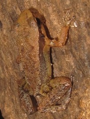 Allobates tapajos