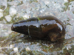 Semisulcospira