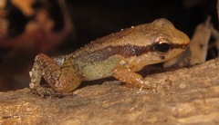 Allobates tapajos