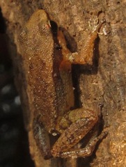 Allobates tapajos