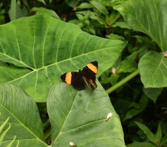 Adelpha melanthe