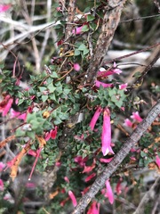 Epacris reclinata