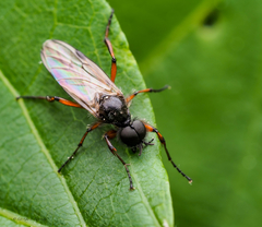 Bibio xanthopus