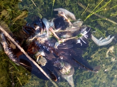 Dendrocygna autumnalis