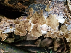 Rhizocybe