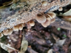 Rhizocybe