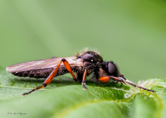 Bibio xanthopus