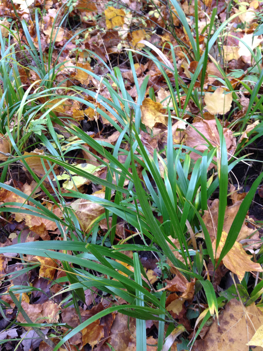 Diarrhena obovata
