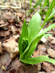 Dactylorhiza viridis virescens