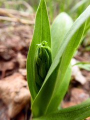 Dactylorhiza viridis virescens