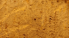 Orchestes steppensis