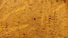 Orchestes steppensis