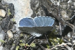 Cupido amyntula