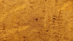 Orchestes steppensis