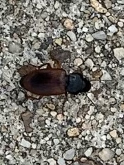 Anisodactylus sanctaecrucis