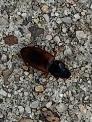 Anisodactylus sanctaecrucis