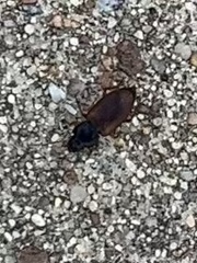 Anisodactylus sanctaecrucis