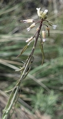 Boechera collinsii