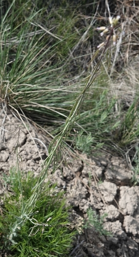 Image of Collins' Rockcress (Boechera collinsii) by (c) Colin Croft, some rights reserved (CC BY)