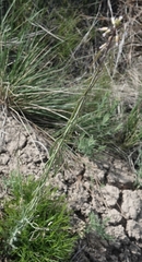 Boechera collinsii
