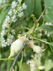 Taphrina confusa