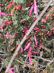 Epacris reclinata