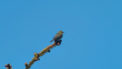 Leiothlypis celata lutescens