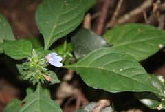 Justicia petiolaris
