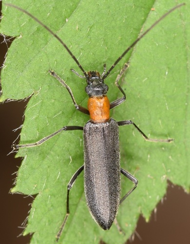 Oxycopis thoracica