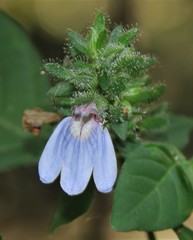 Justicia petiolaris